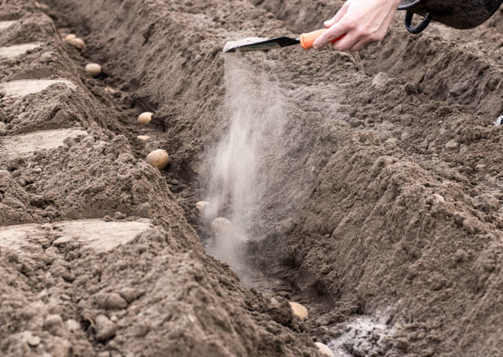 10 Tipps für den Kartoffelanbau im eigenen Garten Plantura