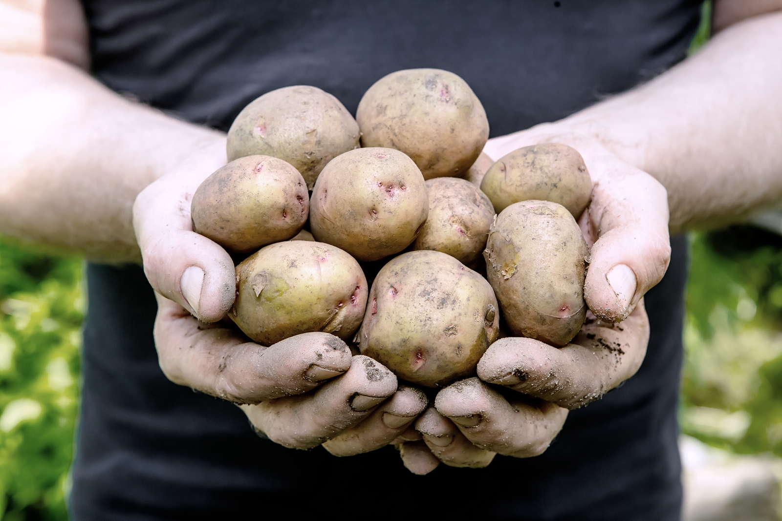 10 Tipps Fur Den Kartoffelanbau Im Eigenen Garten Plantura
