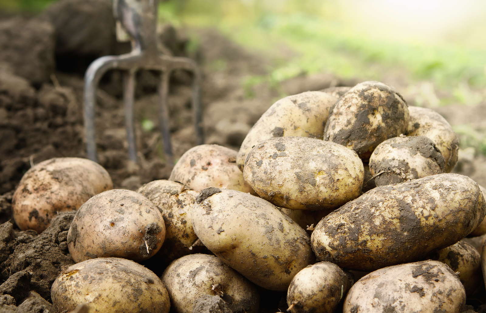10 Tipps Fur Den Kartoffelanbau Im Eigenen Garten Plantura