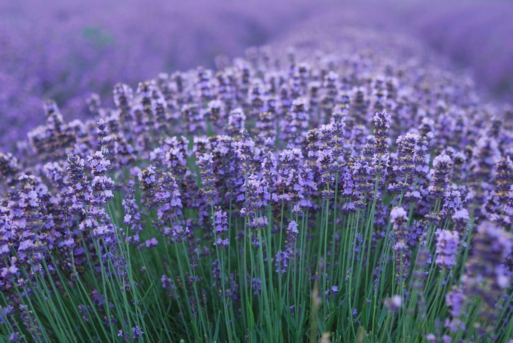 Lavendel Busch aromatisch ätherische Öle