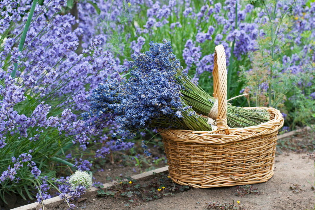 Lavendel im Korb in Garten