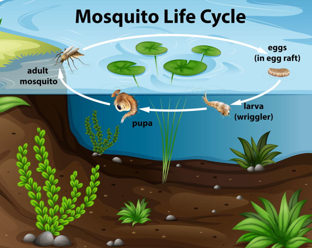 Lebenskreislauf einer Mücke im Teich Lebenszyklus Mücke