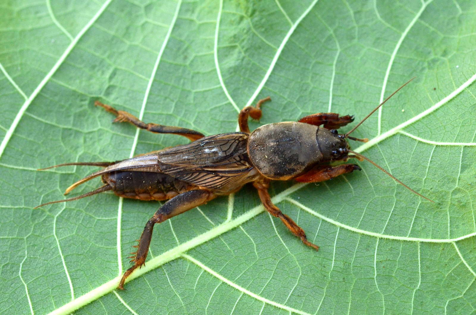 Insektenvernichter Gegen Maulwurfsgrillen Im Rasen
