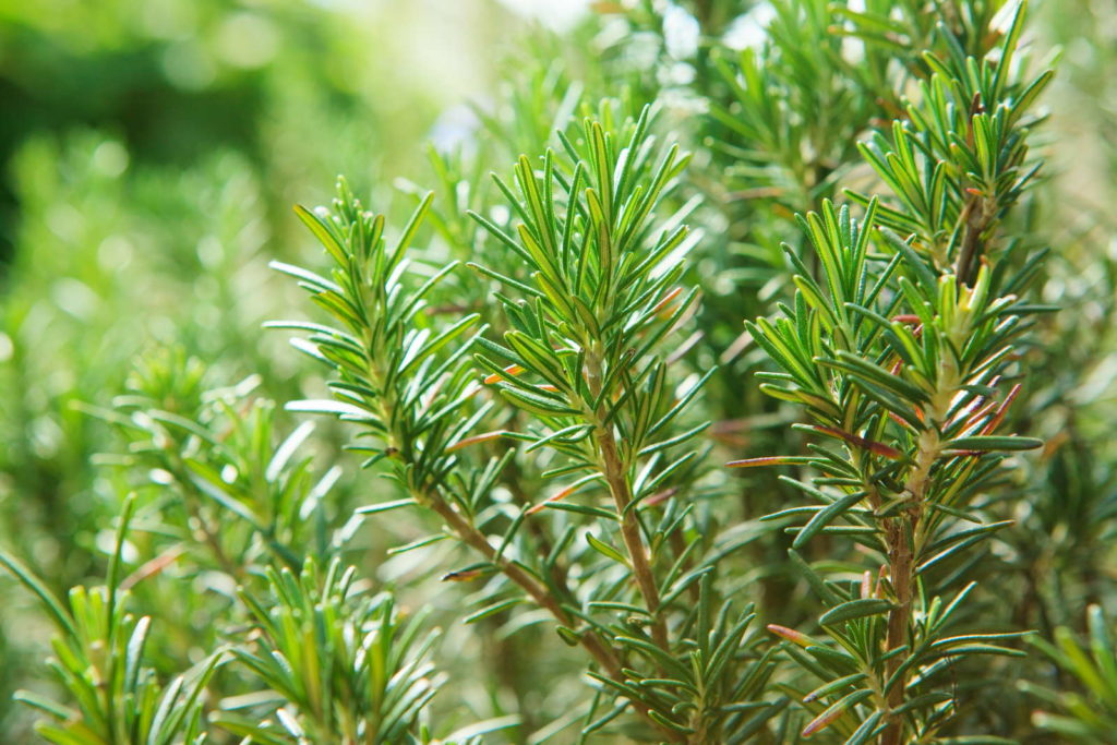 Rosmarin garten Pflanze