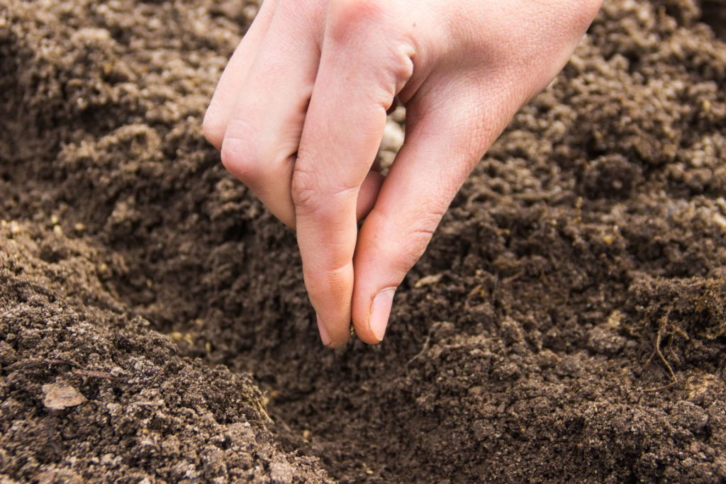 Samen säen Hand Karotten Beet