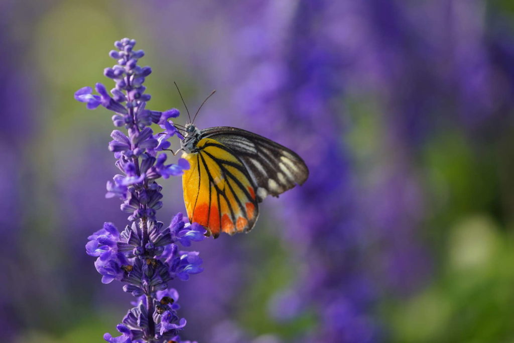 Schmetterling auf Lavendel garten 
