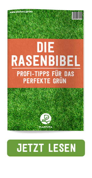 Rasen Vertikutieren Warum Wann Wie Oft Plantura