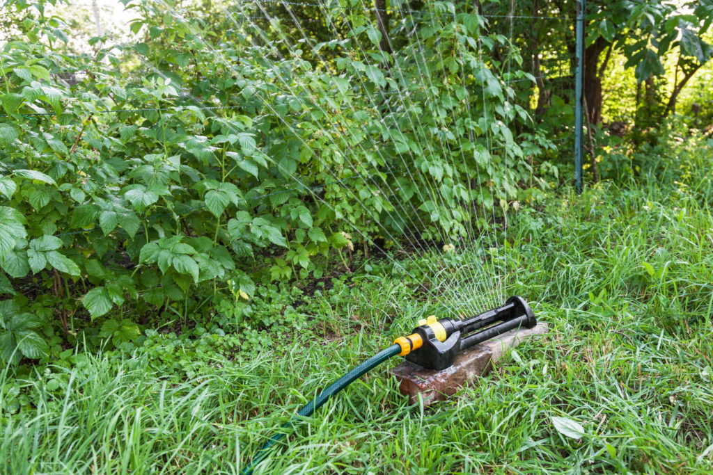 Sprinkler vor Himbeerstrauch Himbeeren wässern