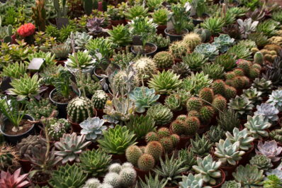 Sukkulentenarten: Die 10 schönsten & winterharten Arten (Übersicht)