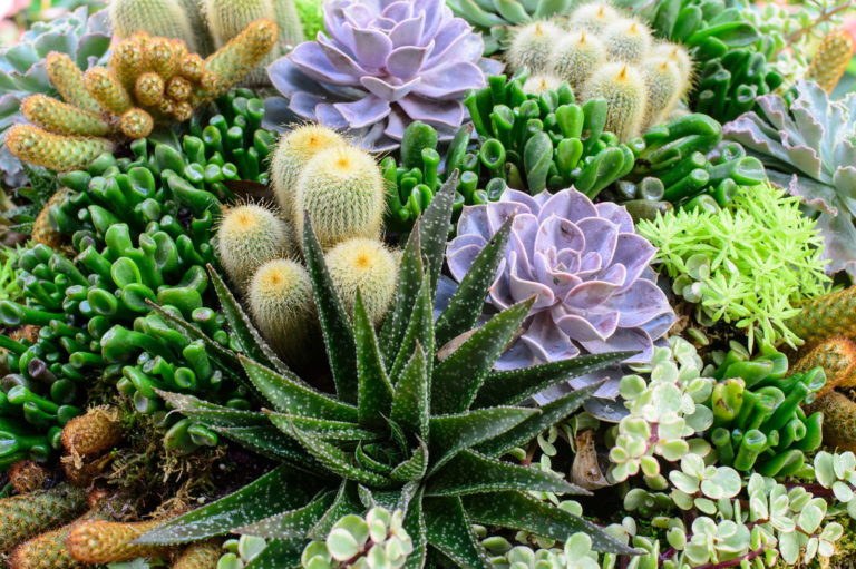 Sukkulentenarten Die 10 schönsten & winterharten Plantura