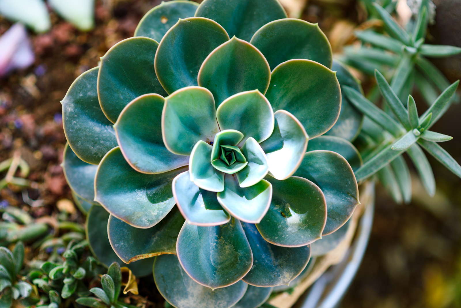 The Allure of Succulents: A Journey into the Realm of Sukkulenten Arten mit Bild