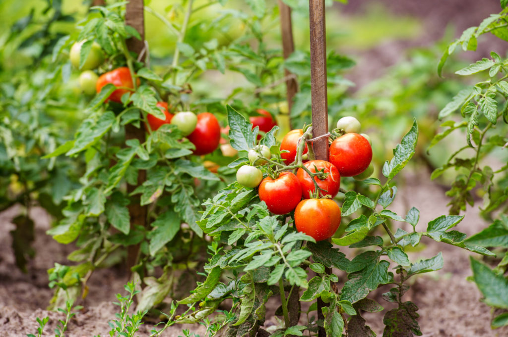 Tomate Rankhilfe im Beet pflanzen