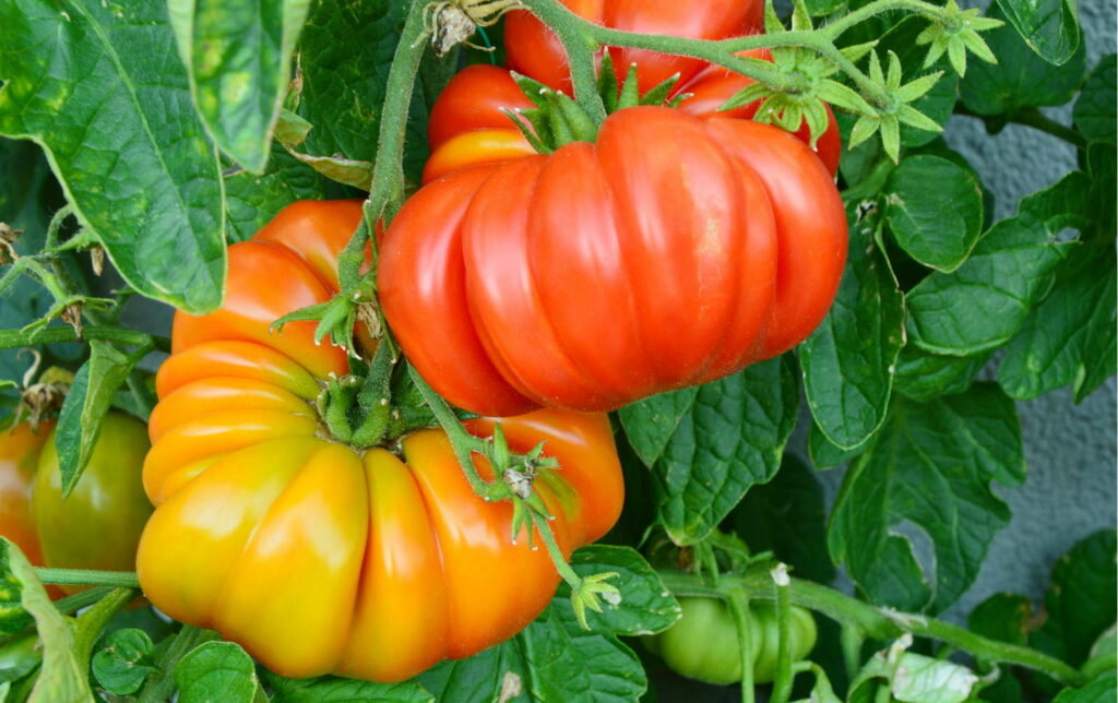 Tomate Sorte Brandywine Tomaten düngen Fleischtomate