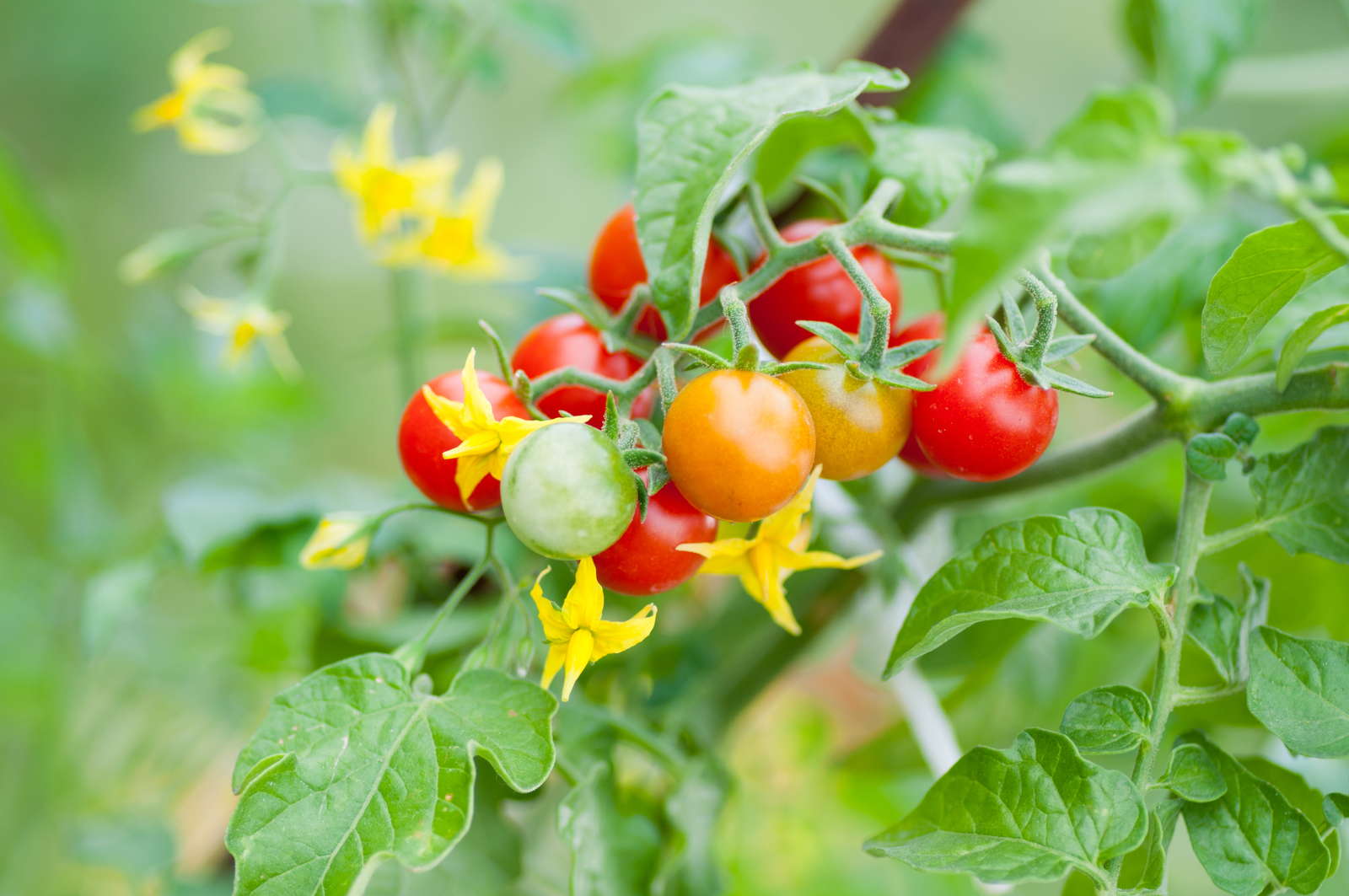 Die letzte Tomatendüngung des Jahres Plantura