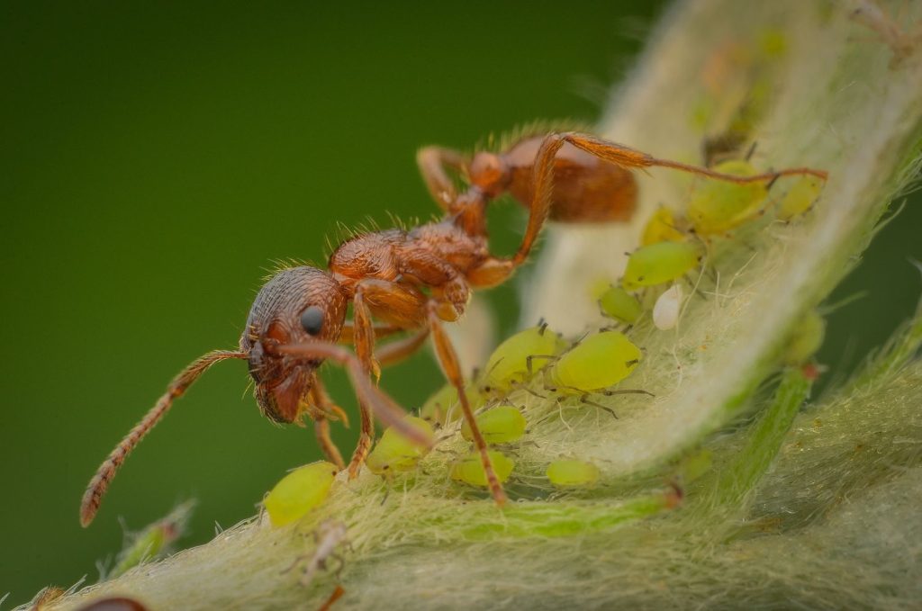 Ameisen und Blattläuse Schädlinge Symbiose