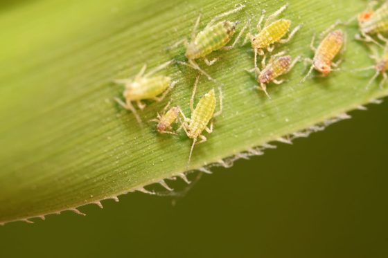 10 Hausmittel gegen Blattläuse