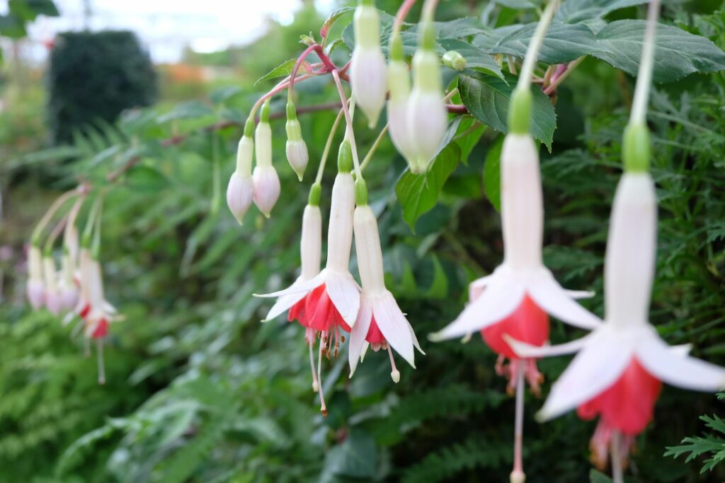 Fuchsie der Sorte Boliviana