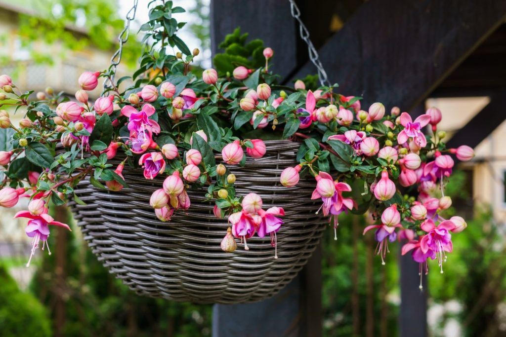 Fuchsie als Ampel