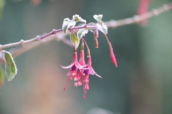 Winterharte Fuchsien: Pflegen, schneiden & umtopfen