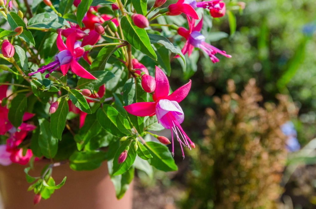 Blühende Fuchsien im Topf