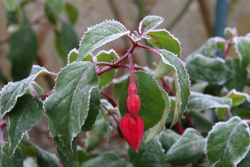 Fuchsien rote Blüte Frost