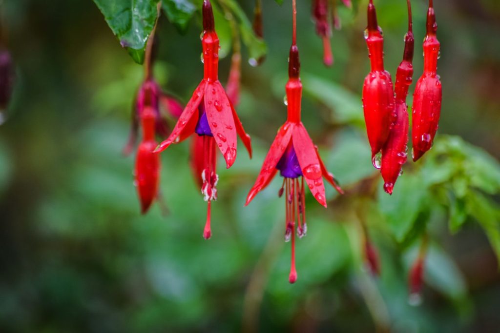 Fuchsien Blüten im regen
