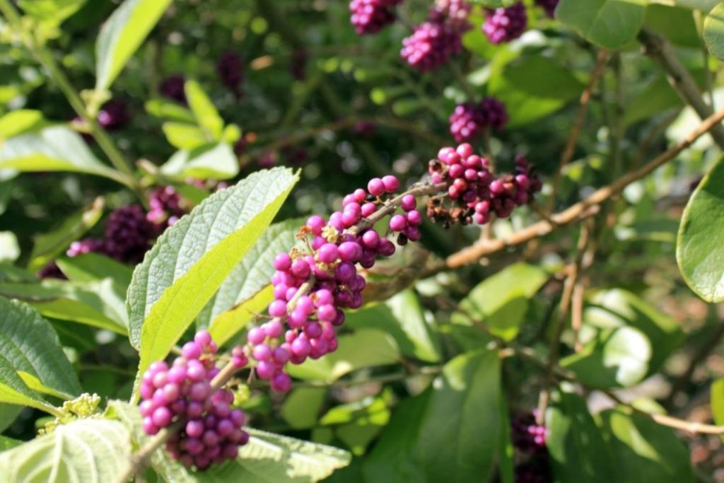 Fuchsien lila Beeren Früchte an Busch