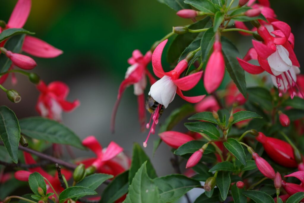 pinke Fuchsie