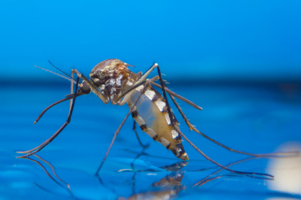 Stechmücke auf Wasserstelle