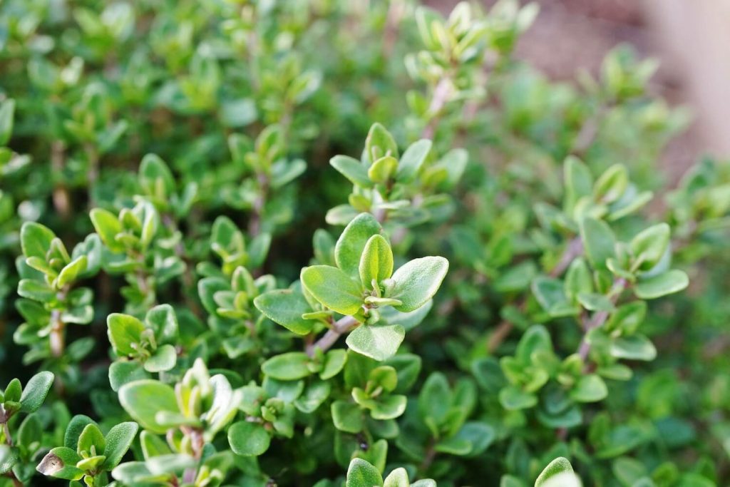 Heilkräutergarten anlegen mit Thymian