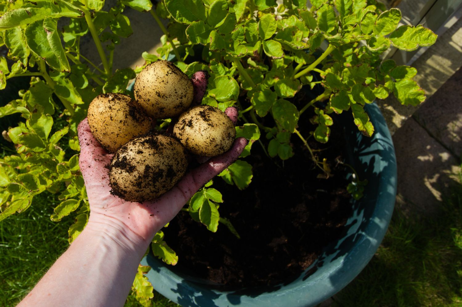 10 Tipps für den Kartoffelanbau im eigenen Garten Plantura