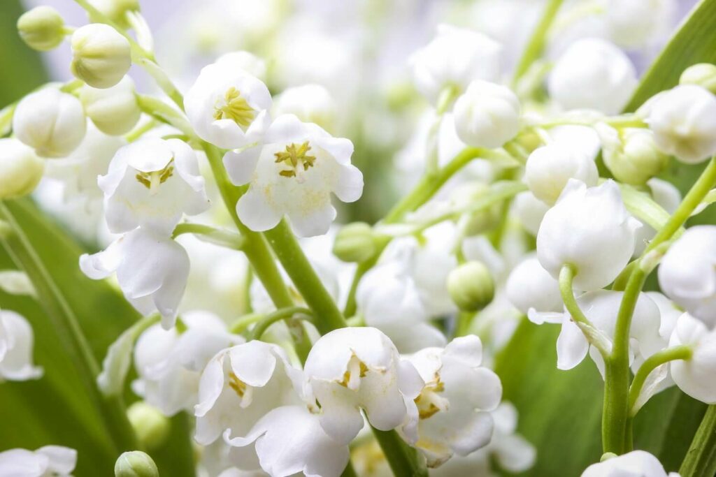 Die weißen Blüten des Maiglöckchens
