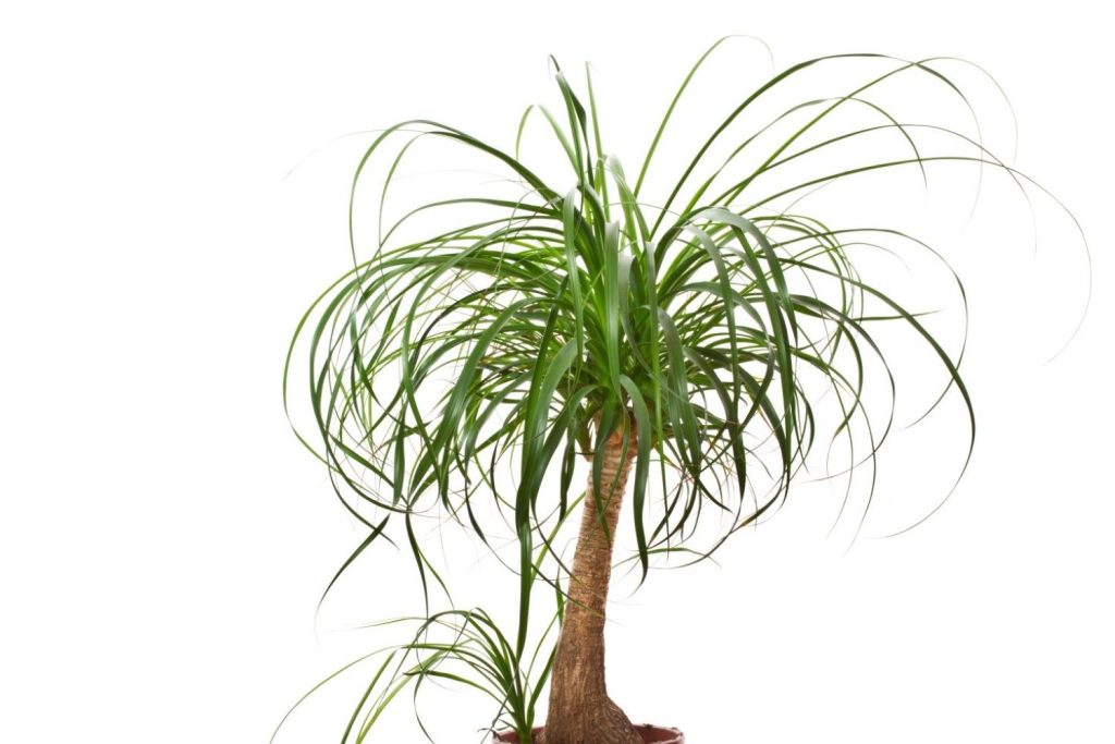 Elefantenfuß Palme