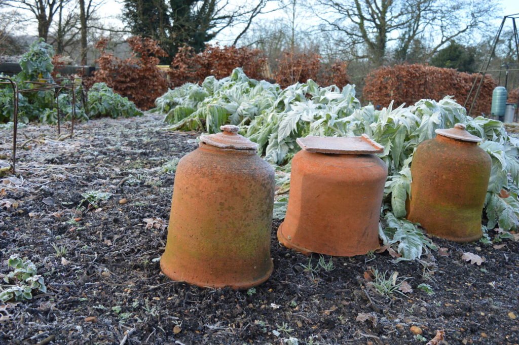 Rhabarbei mit Tontöpfen als Frostschutz zum Überwintern