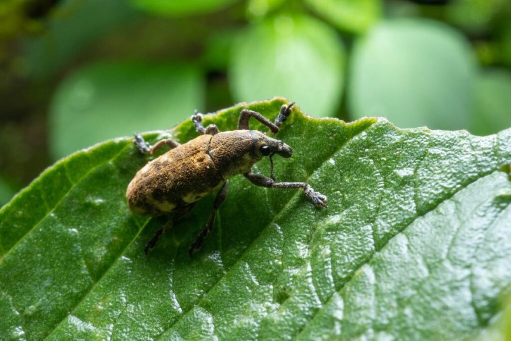 Rüsselkäfer auf Blatt