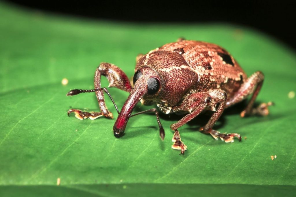 Rüsselkäfer auf Blatt mit Schädling