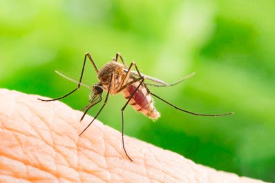 Stechmücken erfolgreich bekämpfen & vertreiben