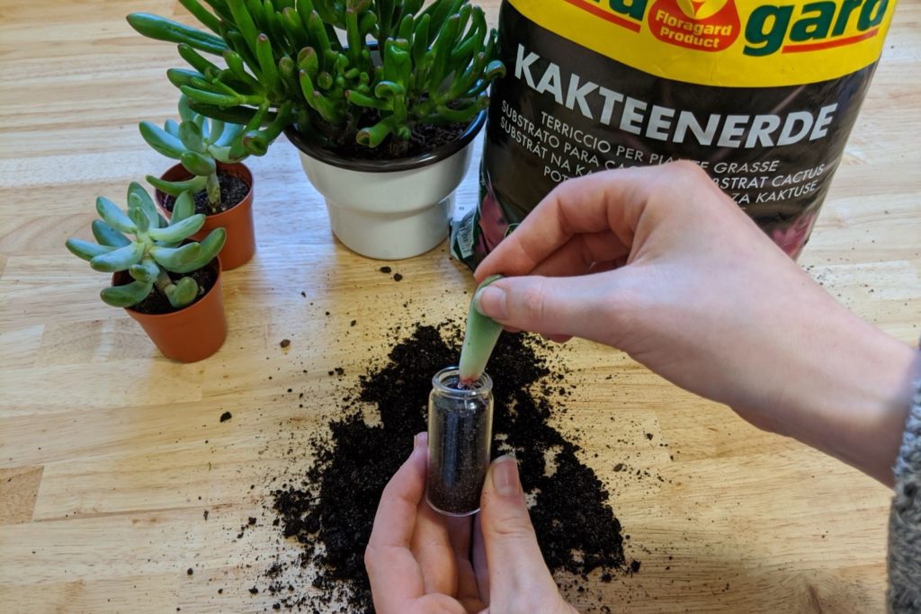 Kühlschrankmagnet mit Sukkulent in einem Gläschen