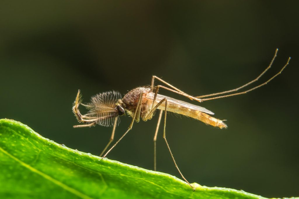 Zuckmücke chironomids auf Blatt