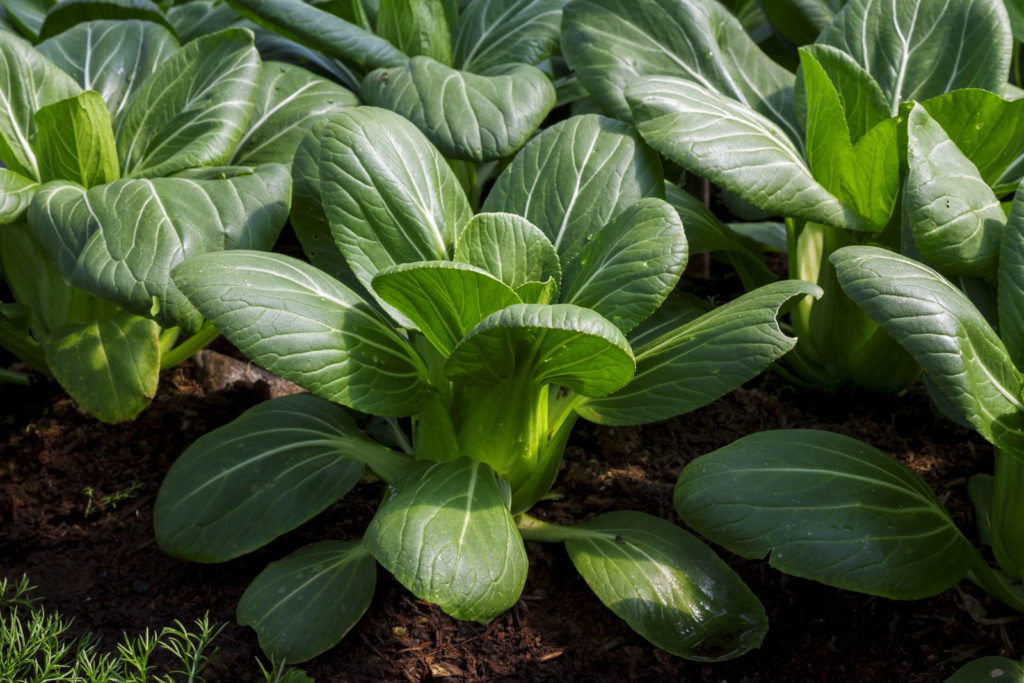 Baby pak choi