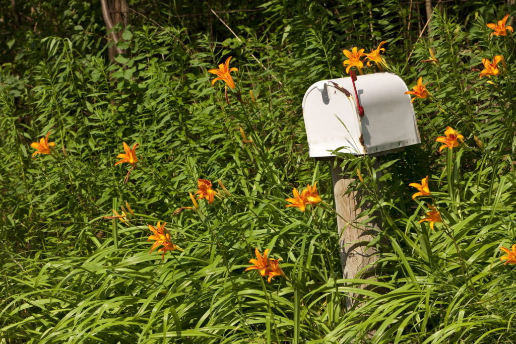 Briefkasten überwuchert von Lilien