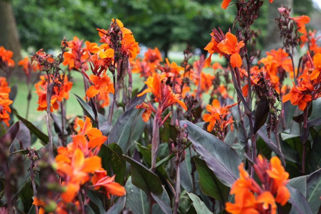 Canna indica