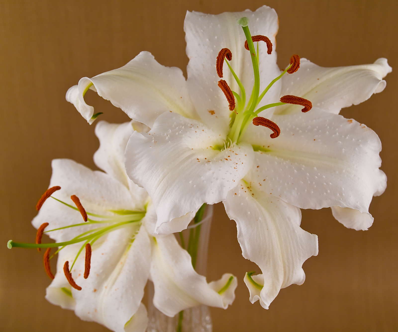 Lilienarten Farbenfrohe & winterharte Sorten Plantura