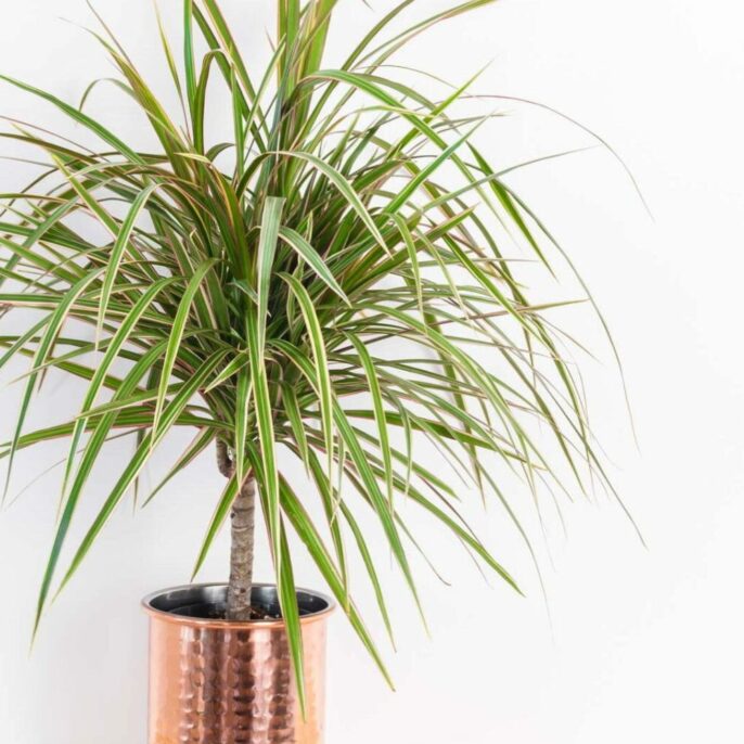 Drachenbaum: Experten-Tipps rund um den Drachenbaum