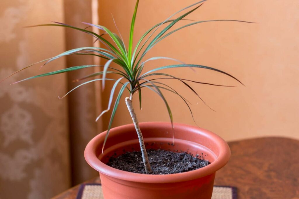 Dracaena marginata Jungpflanze im Topf