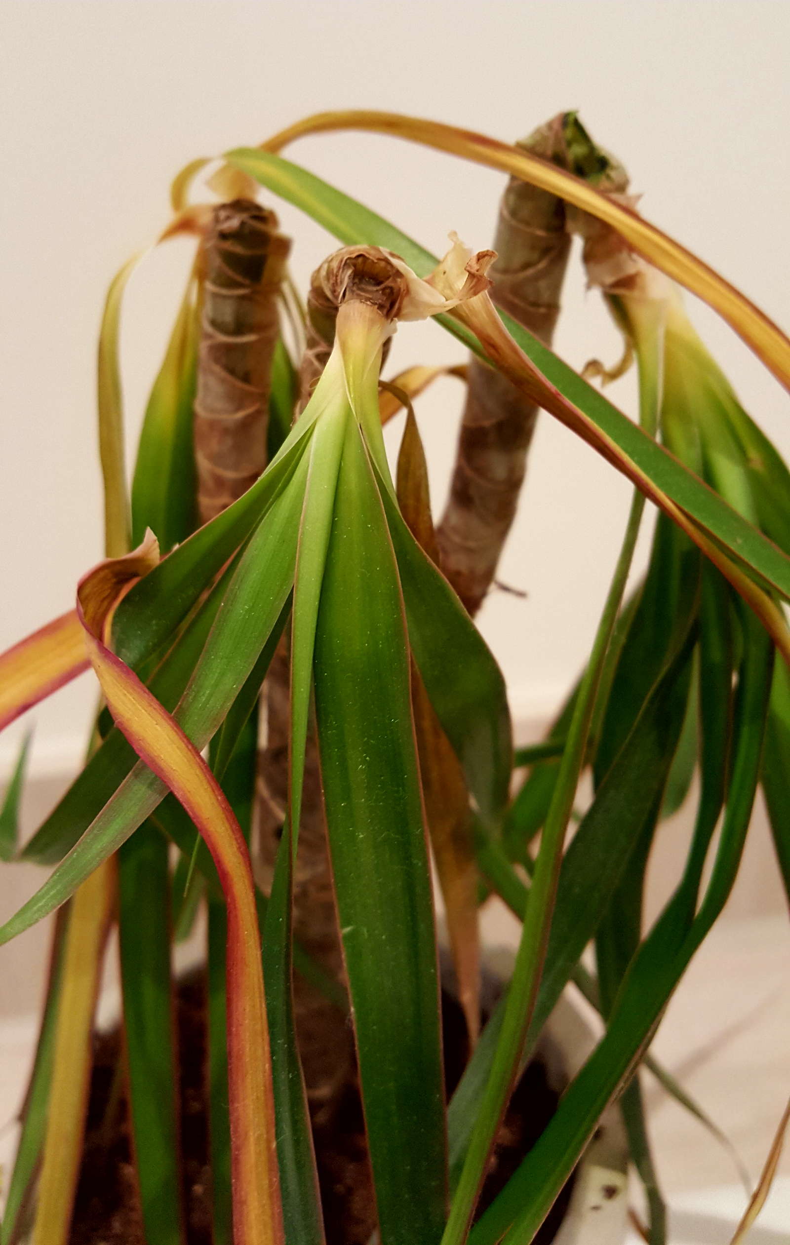 Drachenbaum ProfiTipps rund um die Dracaena Plantura