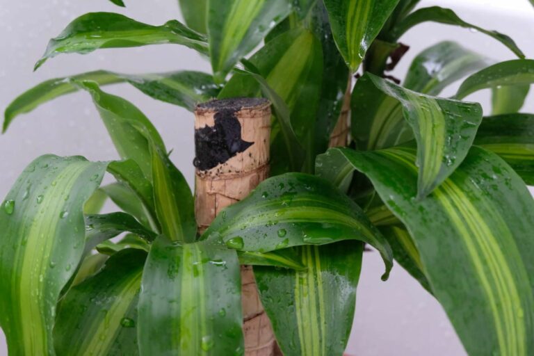 drachenbaum-profi-tipps-rund-um-die-dracaena-plantura