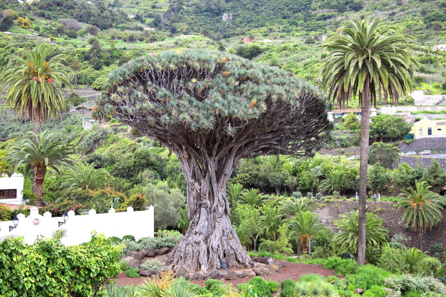 DrachenbaumArten Die besten Arten (Übersicht) Plantura