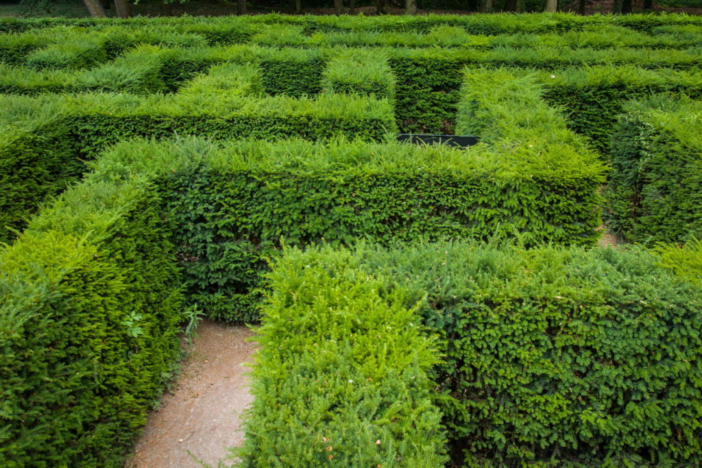 Eibenhecke grün als Labyrinth geschnitten