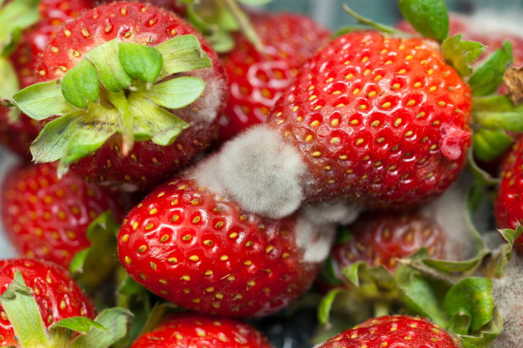 Erdbeeren verschimmelt